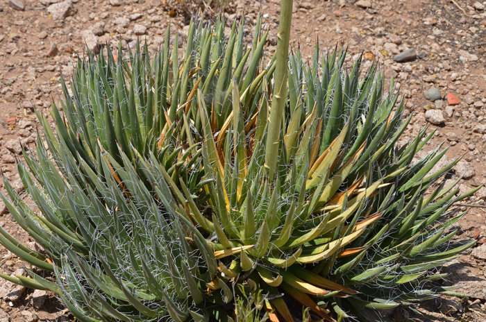 Toumey's Agave is a rosette type subshrub with thin leaves containing thread-like fibers along the leaf margins. This species "pups" readily and the new plants surround the parent plants as seen in the photograph. Agave toumeyana